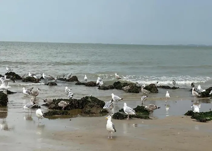 Appartement In Near Casino And Knokke-Heist